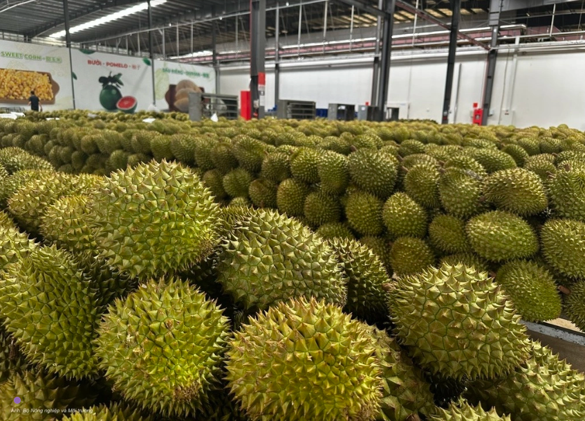 Sầu riêng Việt Nam được xuất khẩu chính ngạch sang Ấn Độ