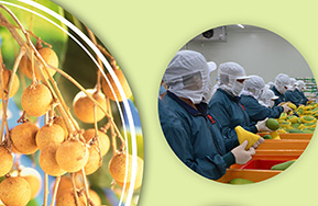 Quản lý mã số vùng trồng - cơ sở đóng gói