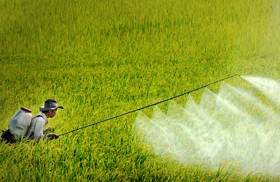 Quản lý Thuốc bảo vệ thực vật